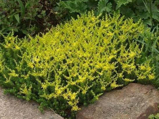 Rozchodnik sześciorzędowy Sedum sexangulare P9