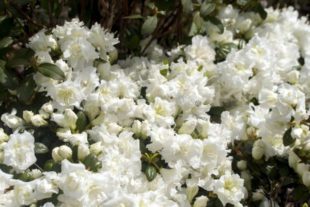 Azalia japońska Eisprinzessin PBR Rhododendron obtusum C2