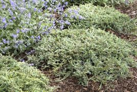 Jałowiec płożący Icee Blue PBR Juniperus horizontalis C2