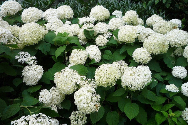 Hortensja drzewiasta Annabelle Hydrangea arborescens C2