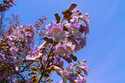 Paulownia cesarska Paulownia tomentosa C2