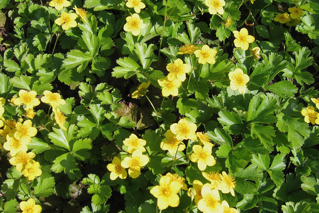 Pragnia syberyjska Waldsteinia ternata P9
