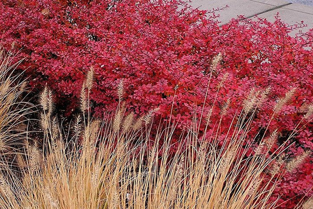 Berberys Thunberga Red Carpet Berberis thunbergii C2