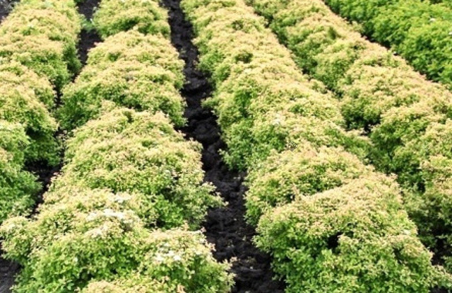 Tawuła nippońska Gerlve's Rainbow Spiraea nipponica C2
