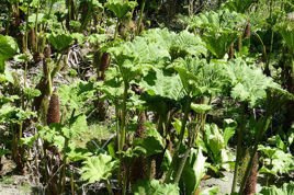 Gunnera olbrzymia Gunnera manicata P11