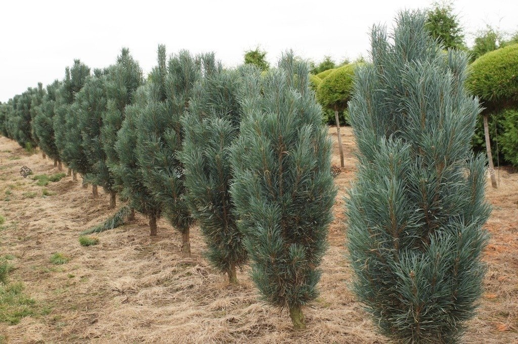 Sosna pospolita Fastigiata Pinus sylvestris