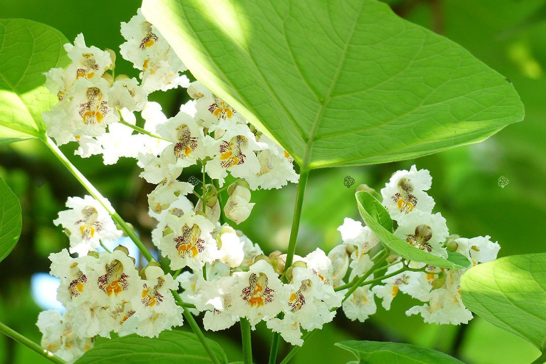 Katalpa Surmia Catalpa bignonioides P9