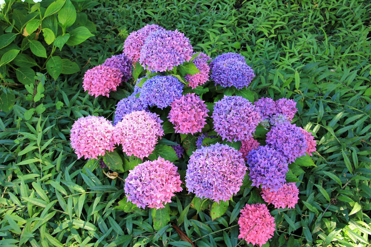 Hortensja ogrodowa Masja Hydrangea macrophylla P9