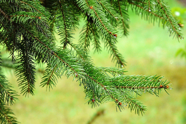 Świerk pospolity Picea abies P9