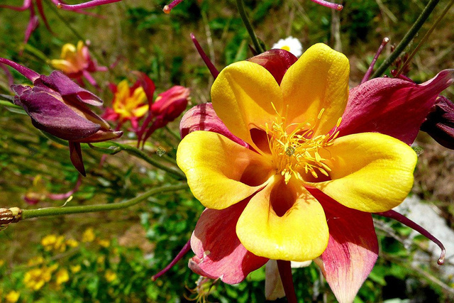 Orlik alpejski Aquilegia alpina P9