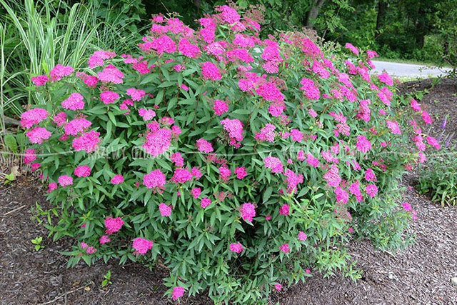 Tawuła japońska Anthony Waterer Spiraea japonica P9