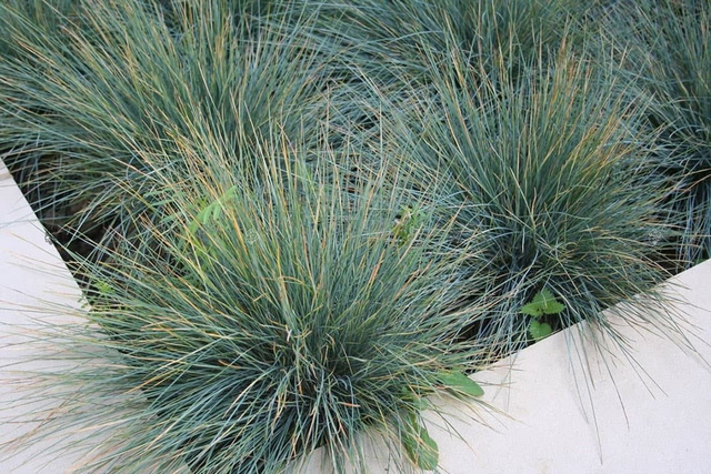Kostrzewa popielata Festuca glauca Festina P9