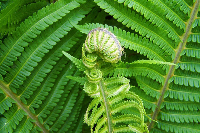 Pióropusznik Strusi Matteuccia struthiopteris P9
