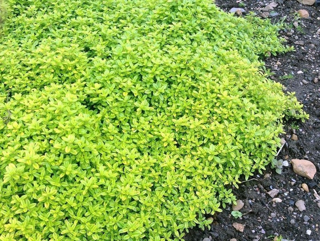 Macierzanka cytrynowa Aureus Thymus Citriodorus P9