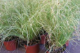 Turzyca włosowa Frosted Curls Carex comans P9