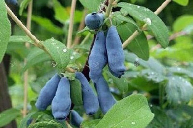 Jagoda kamczacka Wojtek Lonicera caerulea var. kamtschatica C2