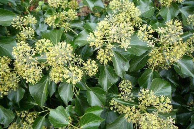 Bluszcz pospolity Arborescens Hedera helix P9