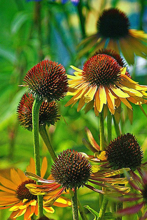Rudbekia błyskotliwa Rudbeckia fulgida C1,5