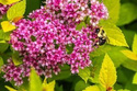 Tawuła japońska Nana Spiraea japonica C2