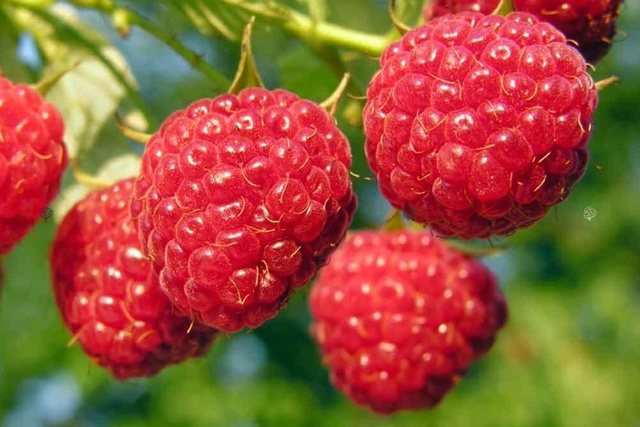 Malina Glen Ample Rubus idaeus C2