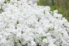 Obiela The Bride Exochorda macrantha C2
