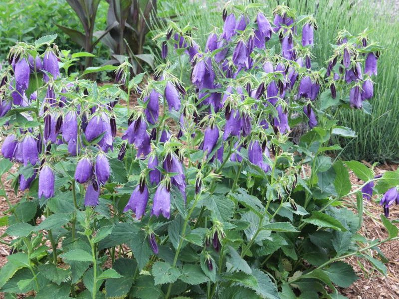 Dzwonek kropkowany Sarastro Campanula punctata C2
