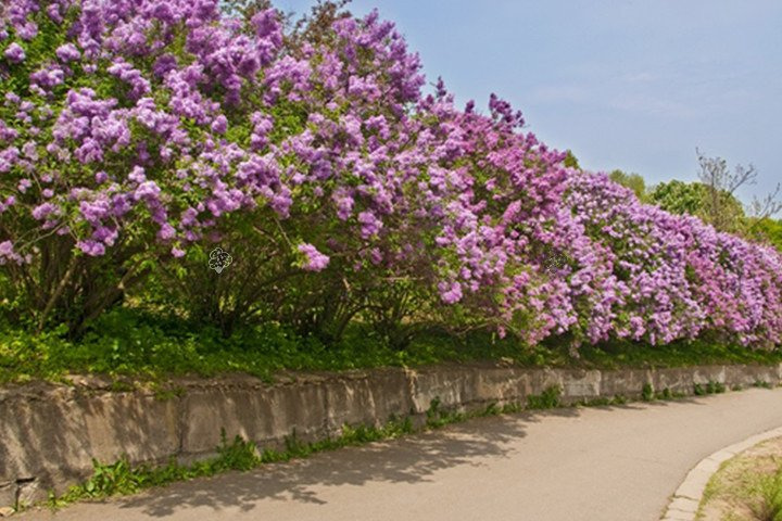 Lilak pospolity Sensation Syringa vulgaris C2