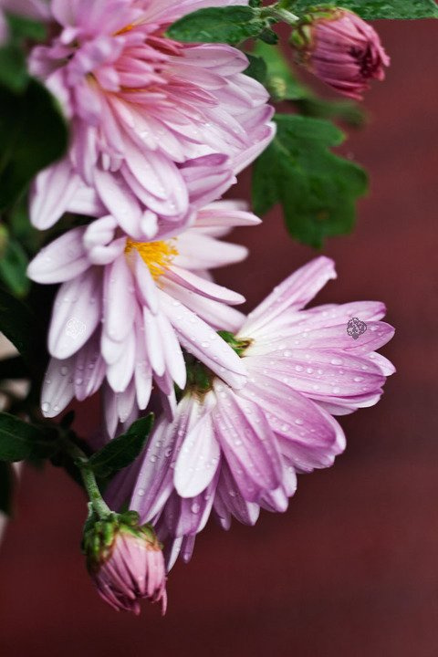 Złocieniec alpejski Chrysanthemum alpinum P9