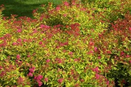 Tawuła japońska Magic Carpet PBR Spiraea japonica C3