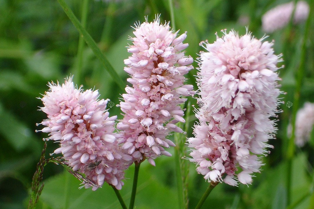 Rdest wężownik Persicaria bistorta P9