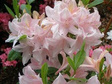 Azalia wielkokwiatowa Soir de Paris Rhododendron C4