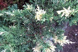 Jałowiec chiński Expansa Variegata Juniperus chinensis C2
