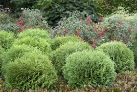 Tuja Little Giant Thuja occidentalis C5