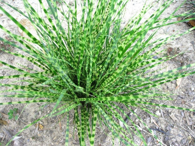 Miskant chiński Gold Bar PBR Miscanthus sinensis C3