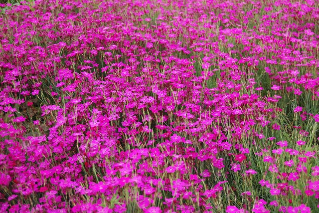 Goździk kropkowany Splendens Dianthus deltoides P9