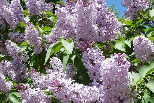 Lilak pospolity Katherine Havemeyer Syringa vulgaris C5