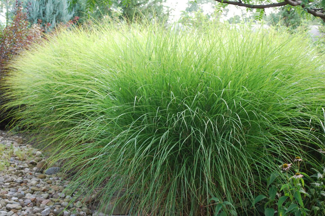 Miskant chiński Gracillimus Miscanthus sinensis P9