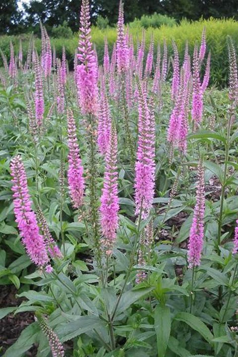 Przetacznik kłosowy Pink Damask Veronica longifolia C2