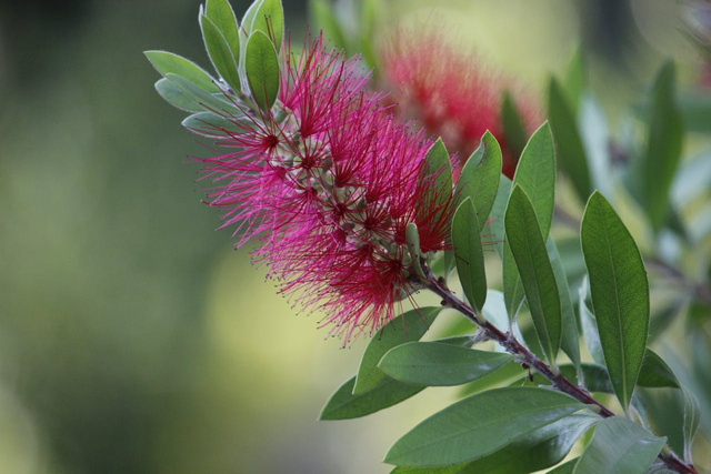 Kuflik Mauve Mist Callistemon P9