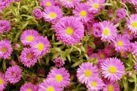Aster nowobelgijski Patricia Ballard Aster novi-belgii C1