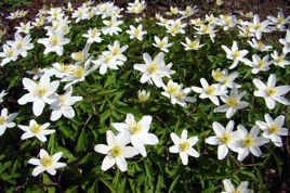 Zawilec wielkokwiatowy Anemone sylvestris P9