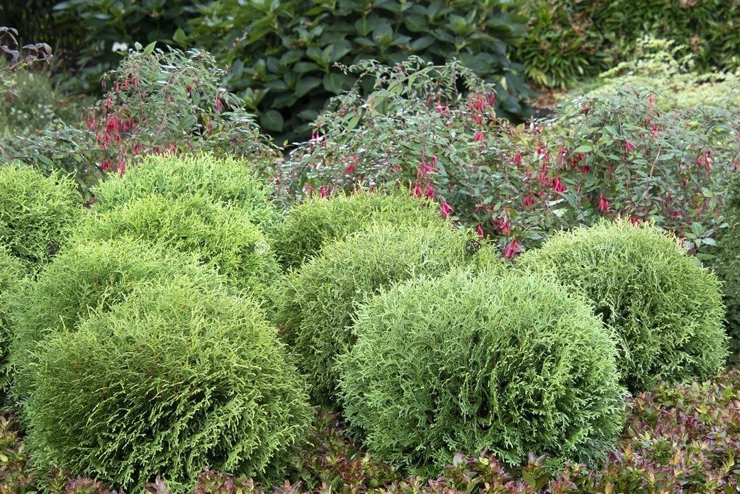 Tuja Little Giant Thuja occidentalis C2