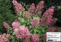 Hortensja bukietowa Ruby Hydrangea paniculata C3