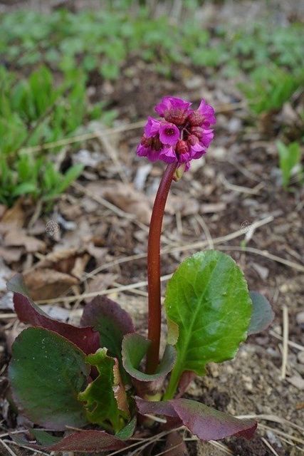 Bergenia Robusta Bergenia cordifolia P9