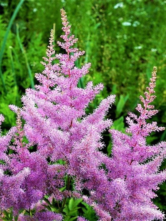 Tawułka Amethyst Astilbe P9