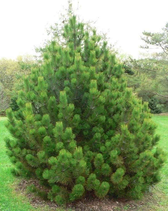 Sosna bośniacka Compact Gem Pinus leucodermis C5