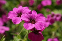 Bodziszek czerwony Leeds Variety Geranium sanguineum P9