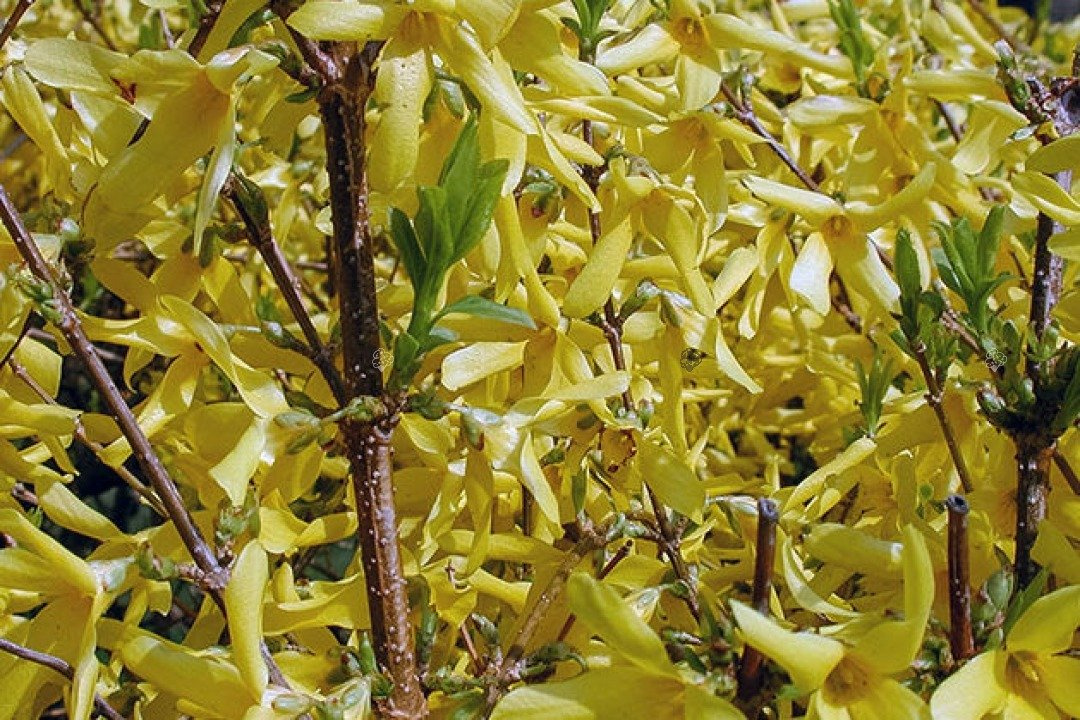 Forsycja pośrednia Era Forsythia intermedia P9