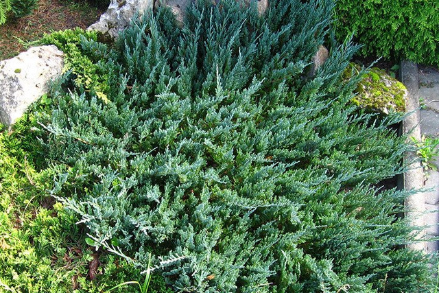 Jałowiec płożący Blue Chip Juniperus horizontalis C2