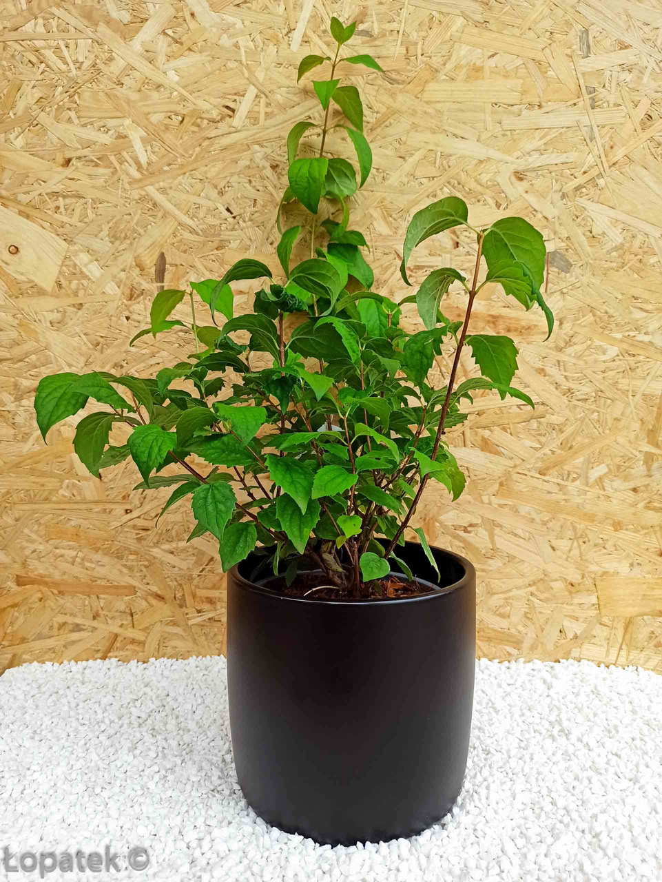 Jaśminowiec Mont Blanc Philadelphus P9